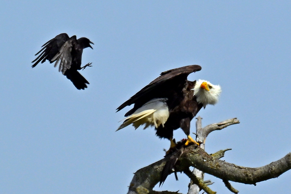 Glaucous-winged Gull Bald Eagle vs Crow